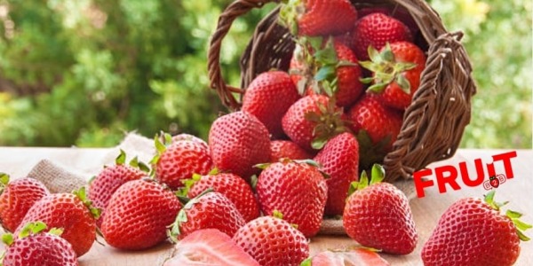 Strawberries season started in Poland